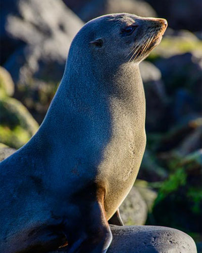 Isla Guadalupe