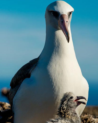 Isla Guadalupe