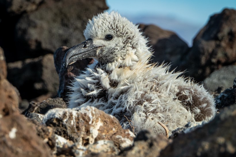 © GECI / J.A. Soriano. Cría de albatros patas negras