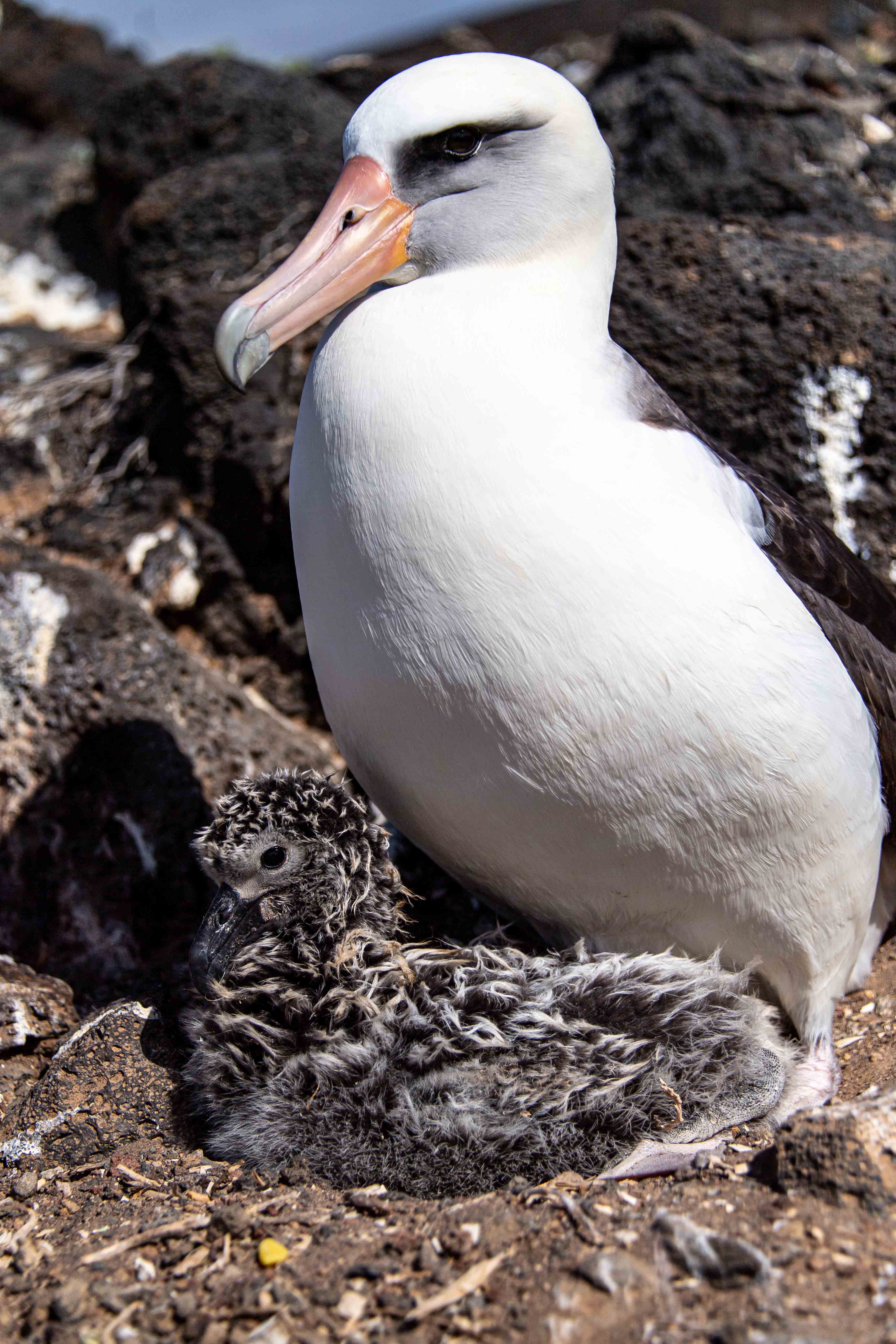 Albatros de Laysan y cría de albatros patas negras. © GECI / J.A. Soriano