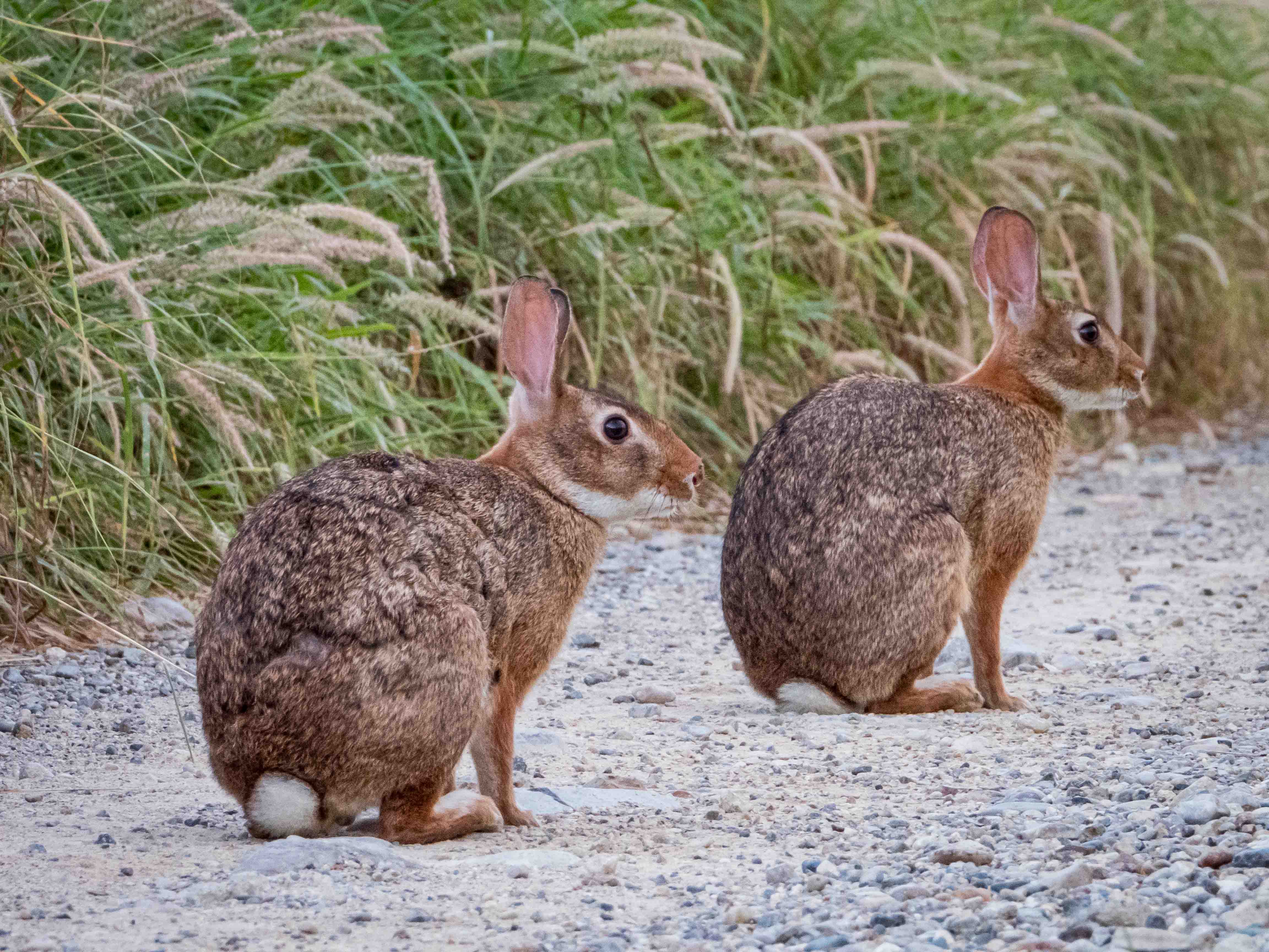 Conejo de las Islas Marías (<i>Sylvilagus graysoni<i></i>). © GECI / J.A. Soriano</i>