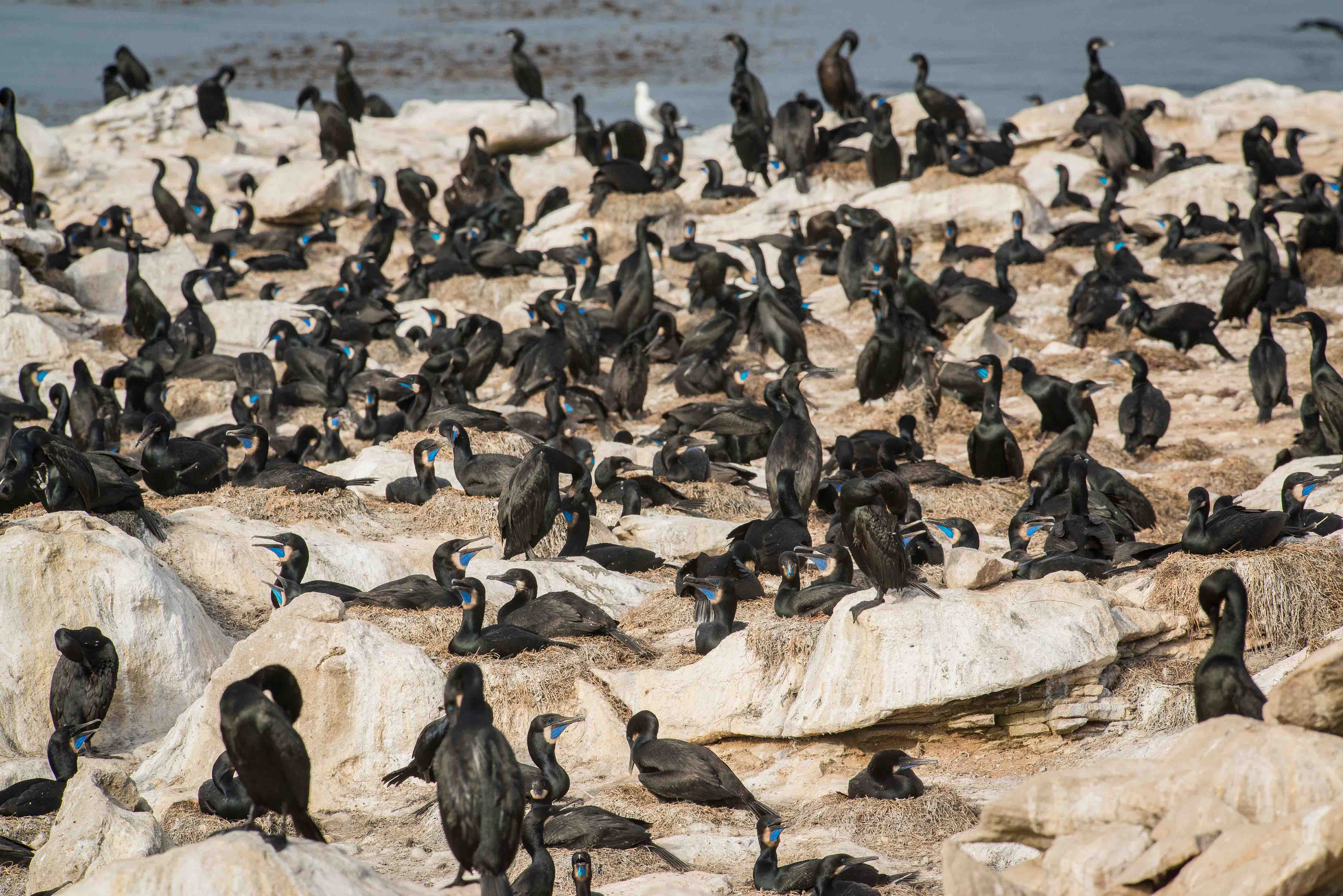 Brandt’s Cormorant colony on San Jeronimo Island. © GECI / J.A. Soriano