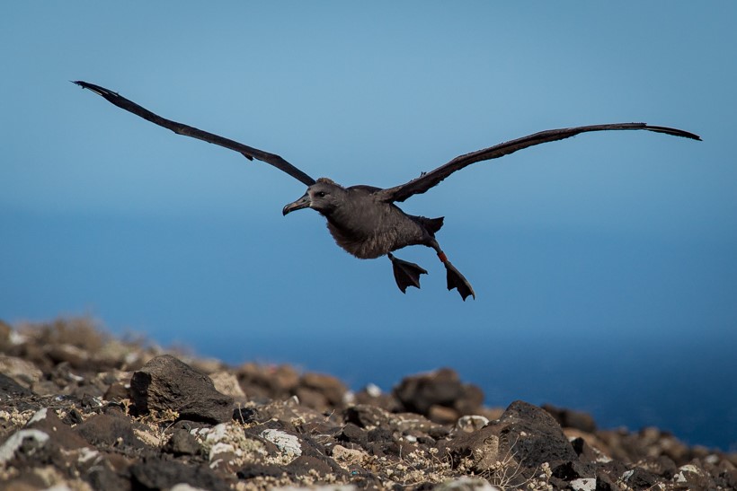 © GECI / J.A. Soriano. Albatros patas negras