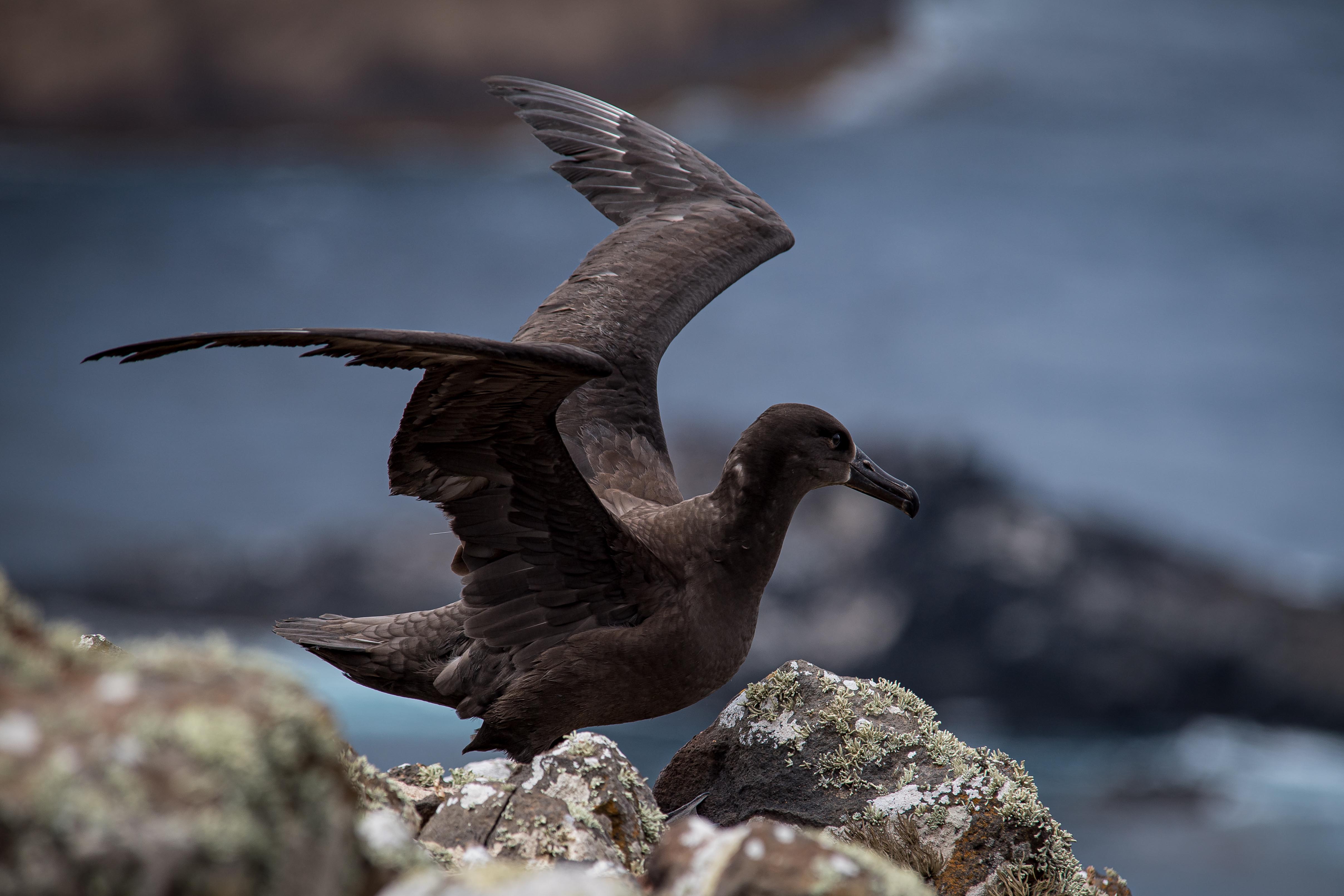 Albatros patas negras, © GECI / J.A. Soriano