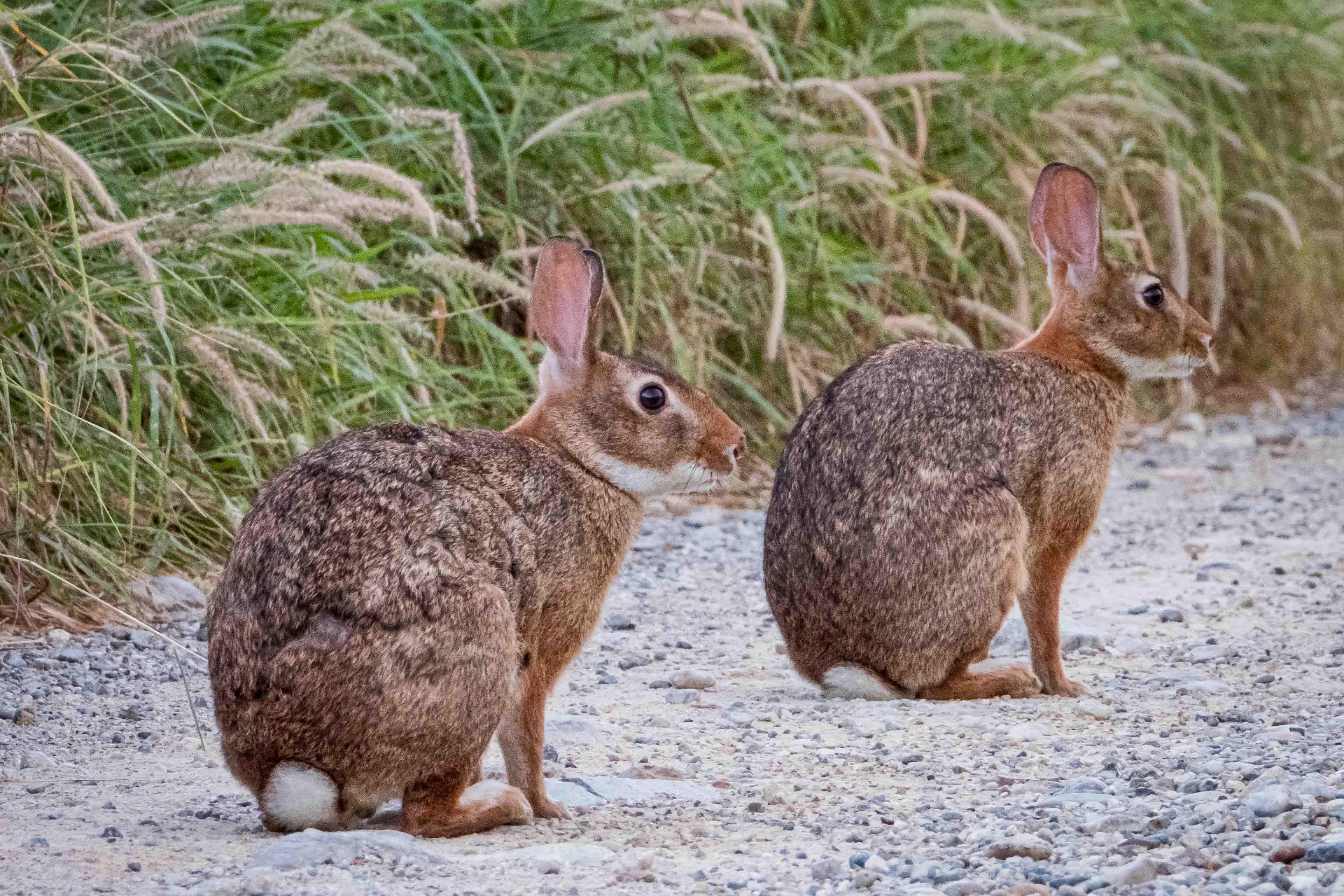 Liebre de Espíritu Santo (<i>Lepus insularis<i></i>). © GECI / J.A. Soriano</i>