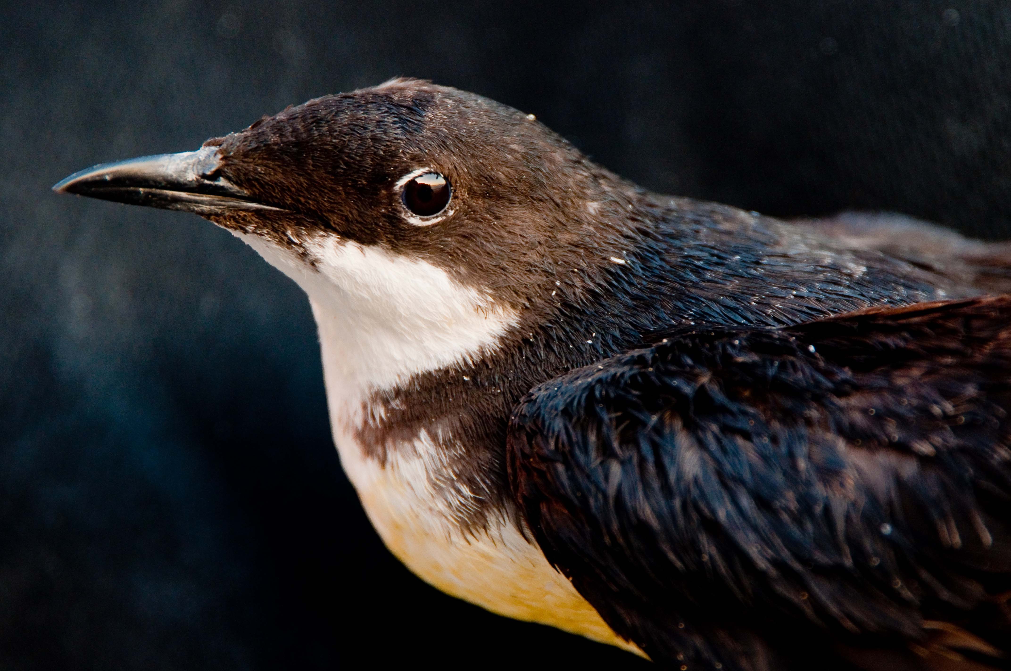 Proyecto para proteger al mérgulo de Craveri gana premio de conservación internacional 