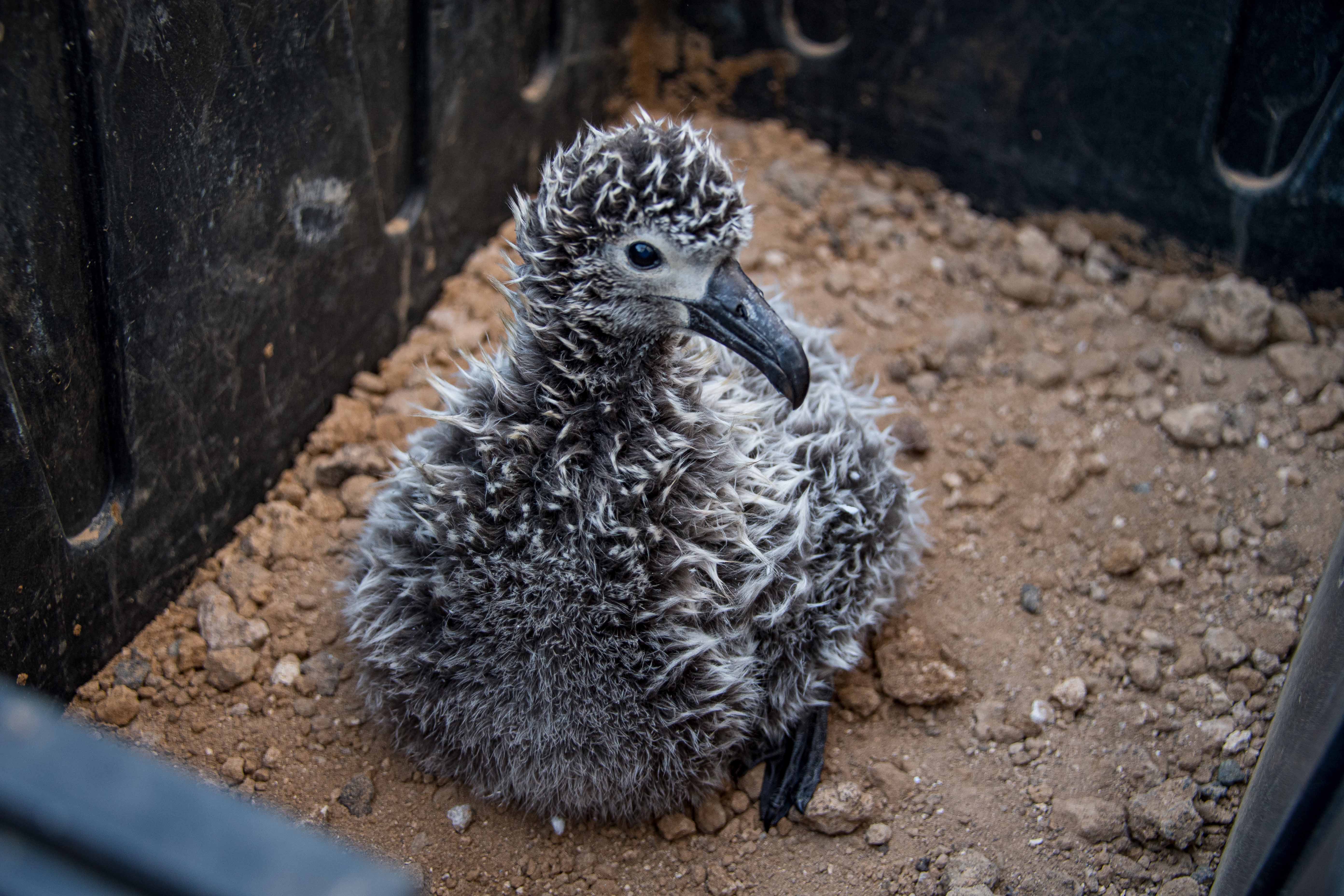 México: la historia de los albatros que adoptaron polluelos de otra especie para salvarlos