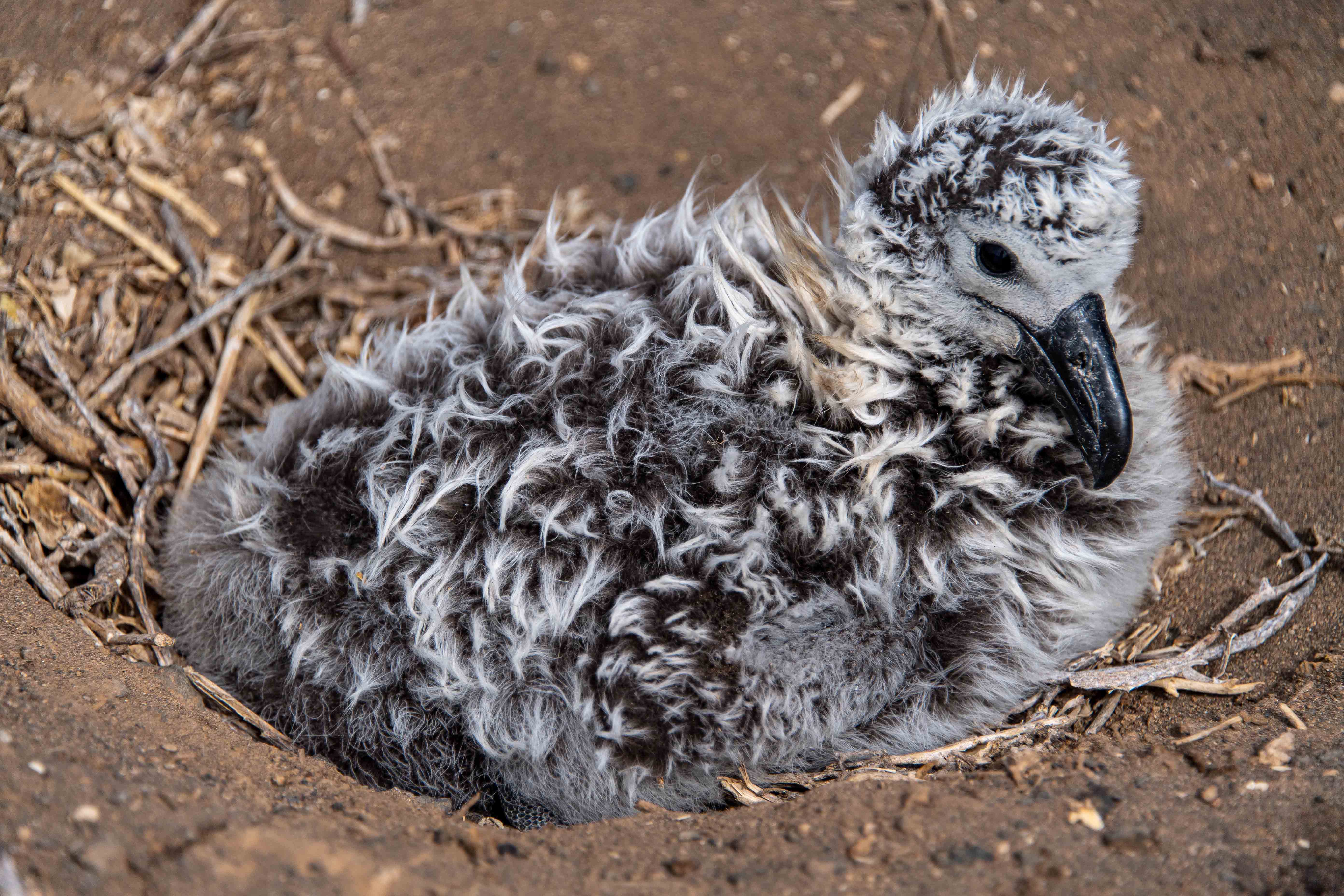Nacen albatros patas negras en la Reserva de la Biosfera Isla Guadalupe