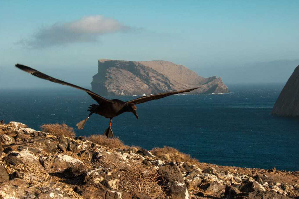 México conmemora el Día Mundial de los Albatros con el nacimiento de 34 polluelos de albatros patas negras en la RB Isla Guadalupe