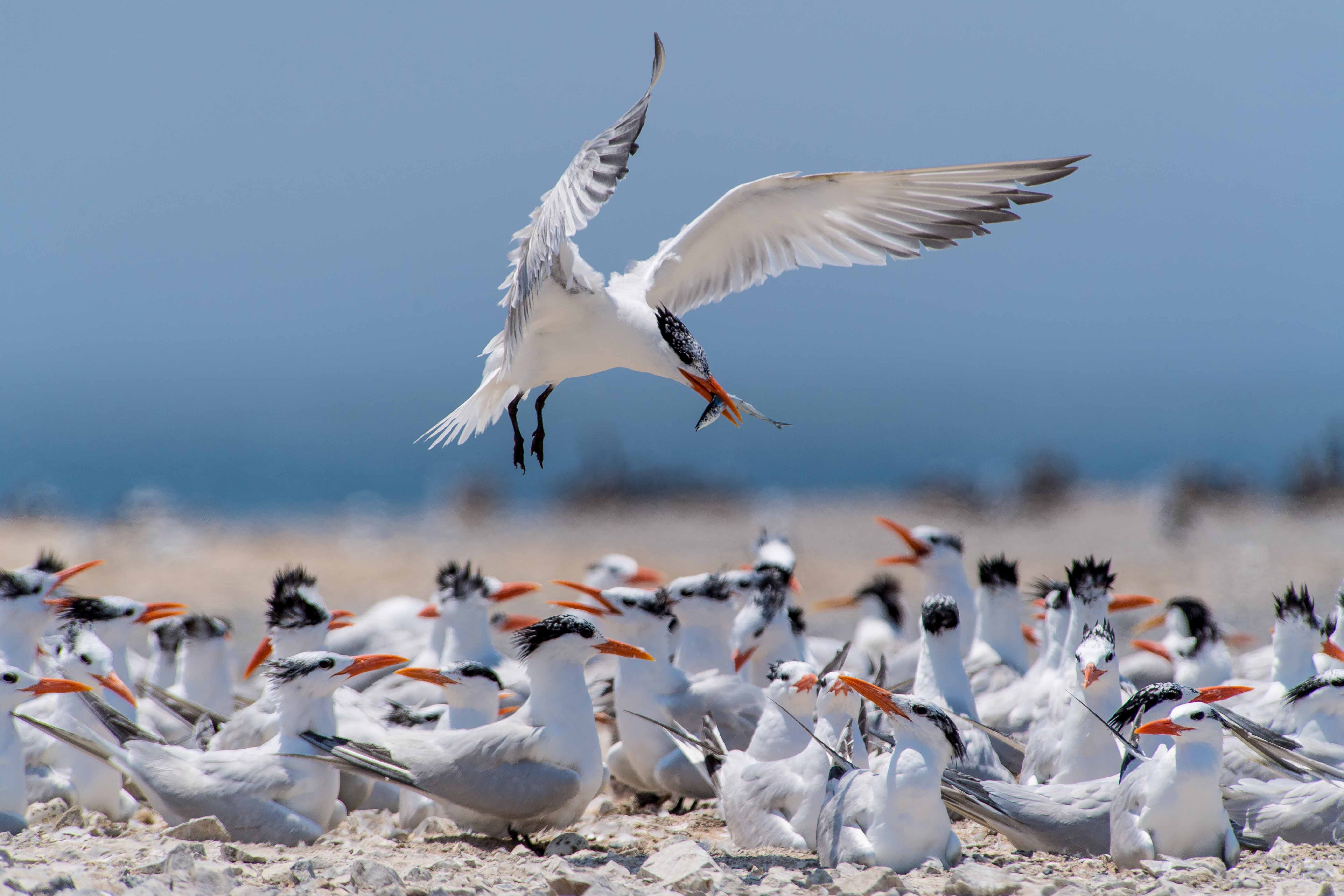 Las Islas del Pacífico Mexicano son Refugios Seguros para Aves Marinas gracias a Acciones de Conservación y Restauración