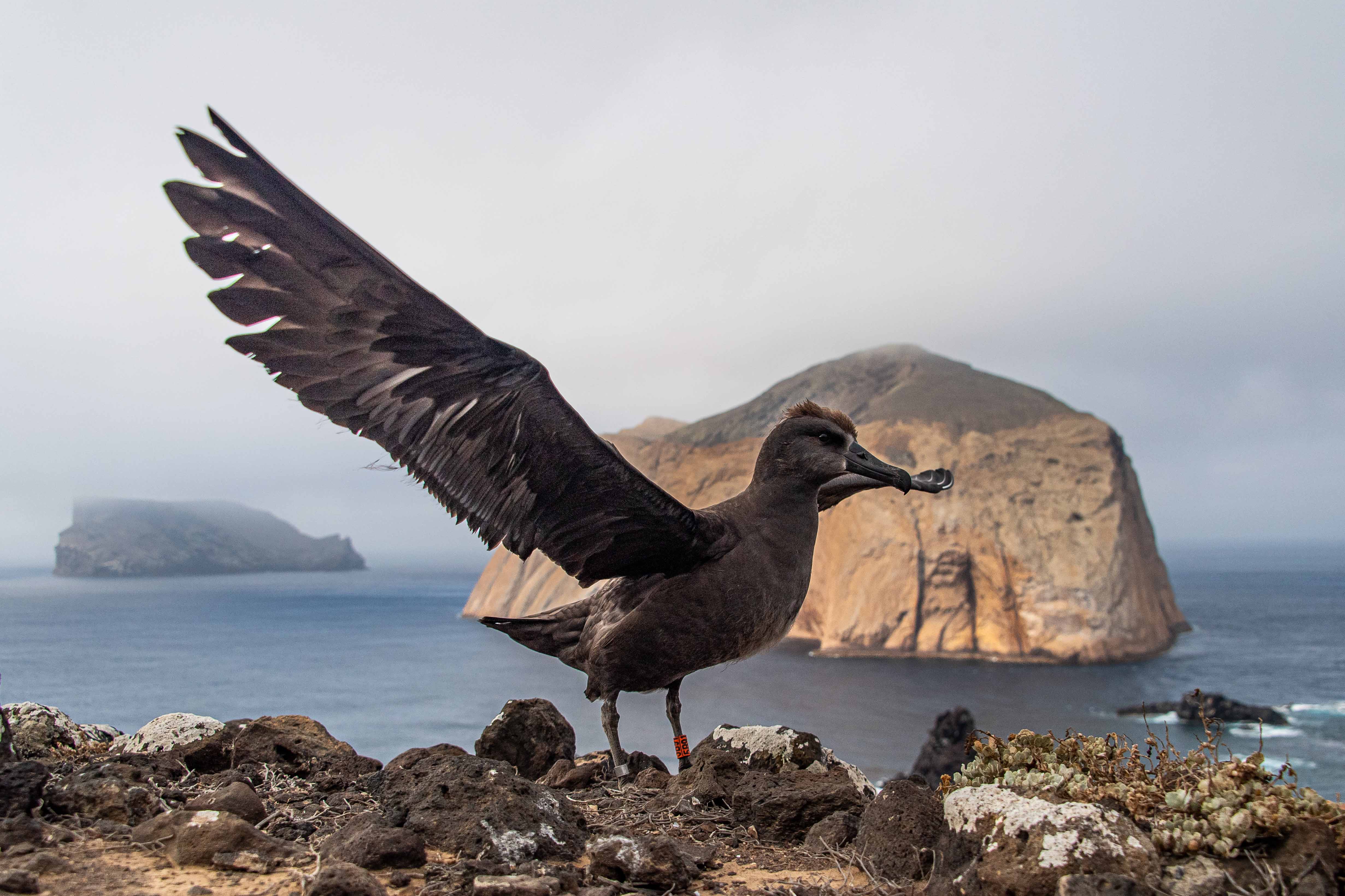 Concluye con éxito el tercer año del proyecto binacional México – Estados Unidos para crear una colonia de anidación de albatros patas negras a la Reserva de la Biosfera Isla Guadalupe