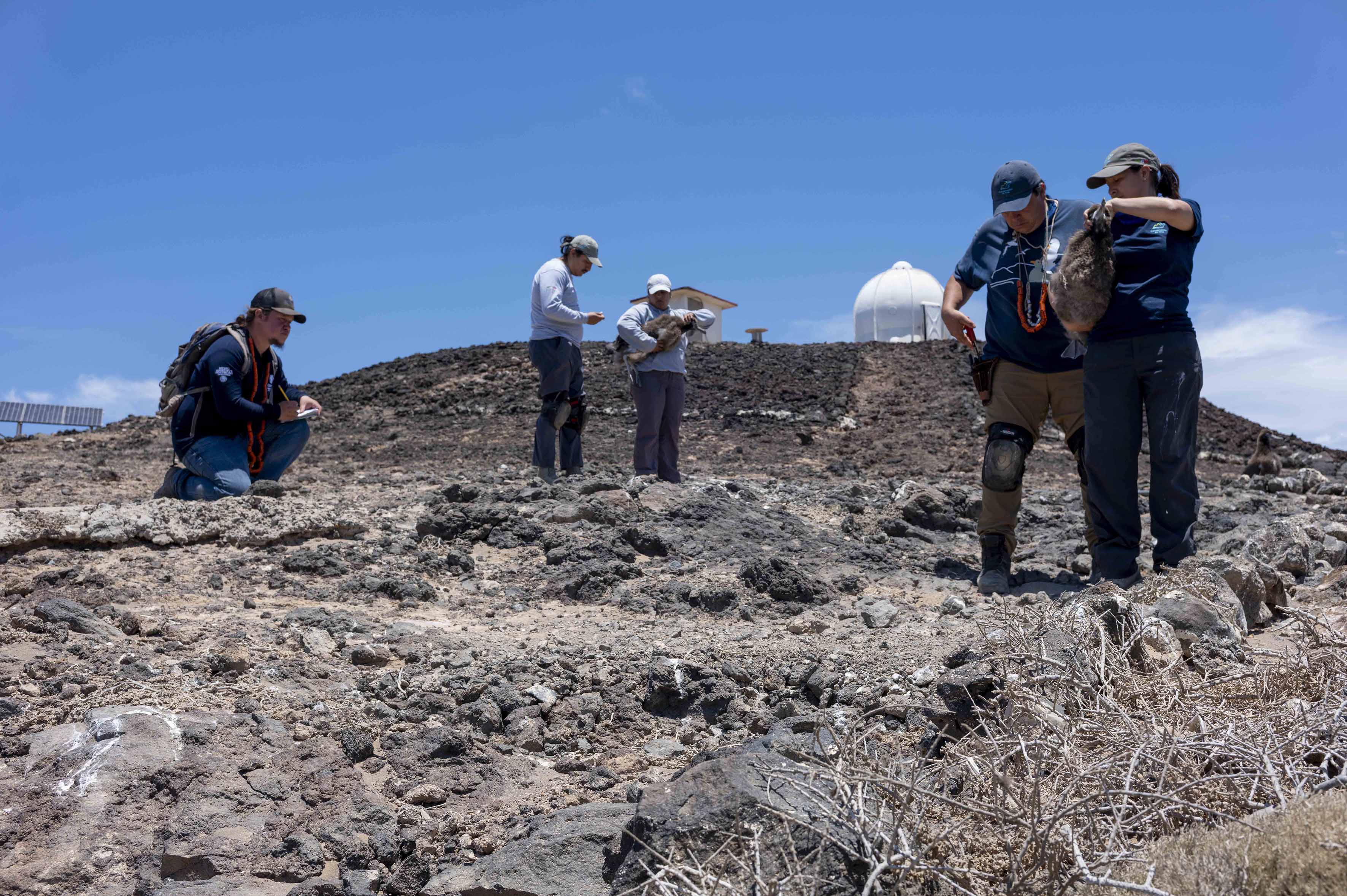 La restauración integral de las islas de México, ahora reconocida como Iniciativa Emblemática de Restauración Mundial de la ONU